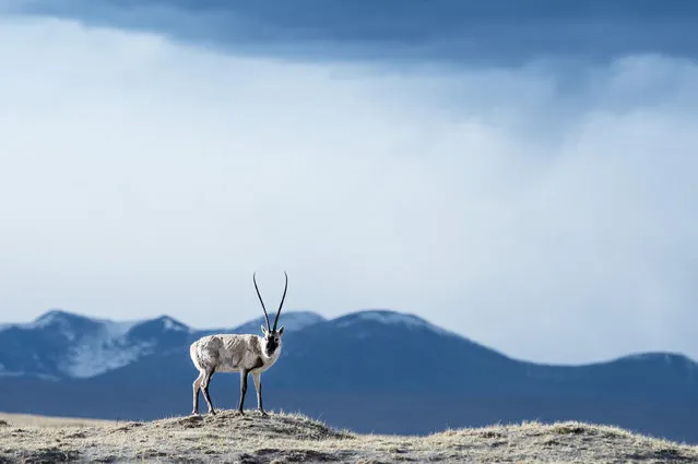 A Tibetan antelope in Hoh Xil, Qinghai, China on July 14, 2016. Over the past decade ecological degradation of the fragile Sanjiangyuan national park eco-system has been curbed through conservation efforts. (Photo by Xinhua/Barcroft Images)