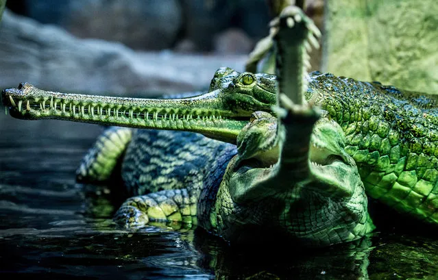 An Indian gharial opens its jaws in its basin in the Prague zoo, Czech Republic, 26 August 2015. (Photo by Filip Singer/EPA)