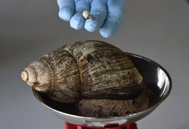 Zookeeper Dave Clarke poses for a photograph with one of the world's smallest and rarest snails, a Partula Snail, while weighing one of the largest in the world, an African Land Snail, at London Zoo in central London August 21, 2014. (Photo by Toby Melville/Reuters)