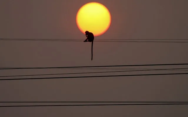 A monkey sit on a wire during sunset in front of Prang Sam Yod temple, following significant impact on tourism after the outbreak of coronavirus disease 2019 (COVID-19) spread, in Lopburi, Thailand, March 18, 2020. (Photo by Soe Zeya Tun/Reuters)