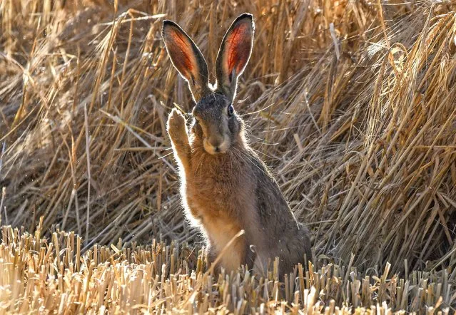 Here, hare, here: it looks like a wave to the photographer Natasha Weyers-Gehring, but she believes the animal is more likely to brushing off the dust of the recent harvest in a field near Winchester, UK in the last decade of August 2022: “Hares are very on the ball when it comes to harvest time – they are always quick to get out of the way and often return to continue grazing afterwards”. (Photo by Natasha Weyers-Gehring/Solent News)