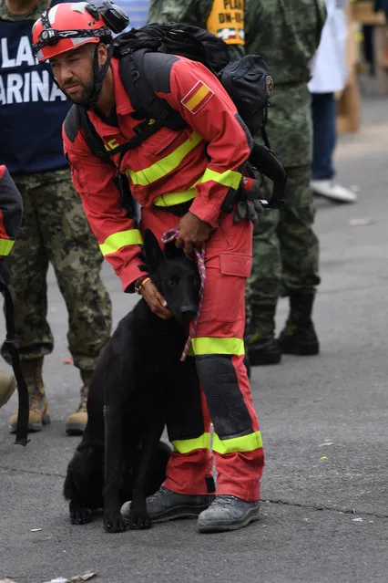 Spanish rescue team members with their dogs are seen at the at Colonia Roma in Mexico City on September 23, 2017, four days after the powerful quake that hit central Mexico. (Photo by Pedro Pardo/AFP Photo)