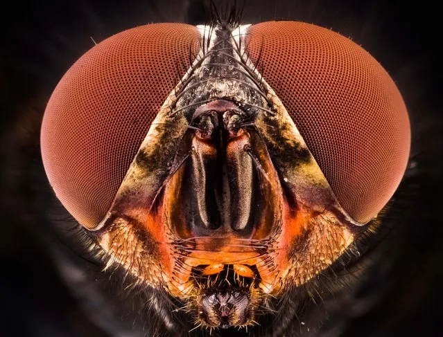 House Fly. (Photo by Kutub Uddin/Caters News)