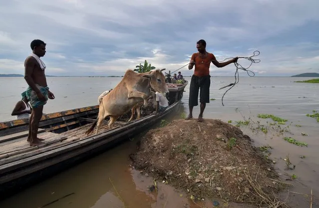 A cow jumps from a boat as villagers transport it to dry land at Chandrapur village in Kamrup district, some 30 km from Guwahati, in India's northeastern state of Assam on July 27, 2016. Floods in Assam have affected some 1.25 million people as the annual monsoon continues to cross the India. (Photo by Biji Boro/AFP Photo)