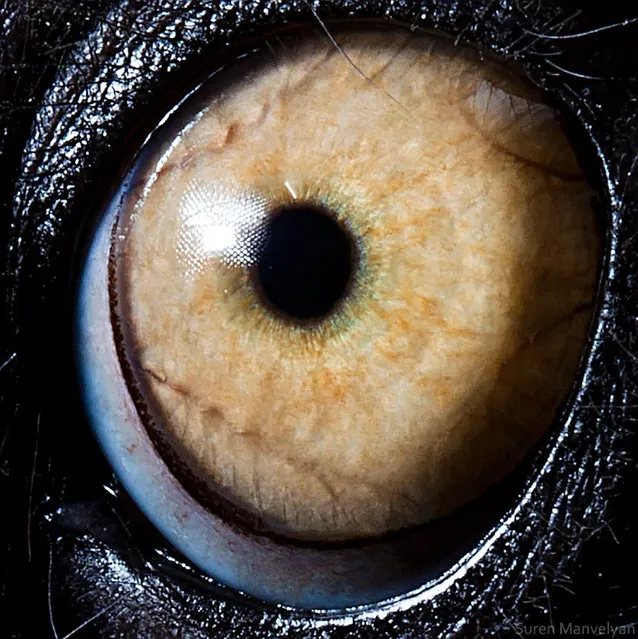 Animal Eyes by Suren Manvelyan
