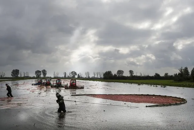 Workers haul in their harvest of cranberries at a state farm in the village of Selishche, some 320 km (200 miles) southwest of Minsk, Wednesday, October 4, 2017. Workers flood the area where the cranberries grow, then use special appliances to loosen them from the vine and let them float to the surface for being harvested. (Photo by Sergei Grits/AP Photo)