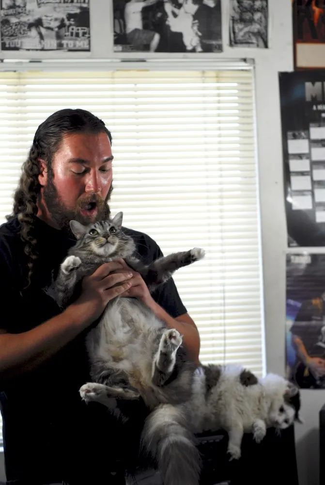 Metal Cats By Alexandra Crockett