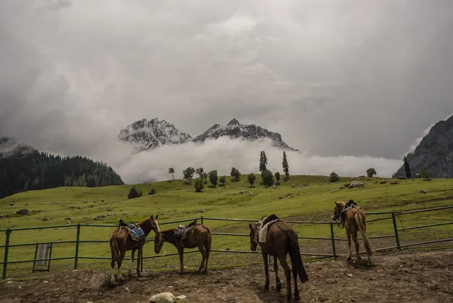 onies tied to fence as fresh snow covers the Thajiwas glacier, on July 9, 2019 in Sonamarg, 96 km (59 miles) east of Srinagar the summer capital of Indian administered Kashmir, India. Thajiwas, known as “The Valley of Glaciers”, is fast receding. Due to global warming Himalayan glaciers in Kashmir are melting fast. The glaciers are headwaters for Asia's nine largest rivers and are crucial for the 1.3 billion people of the South Asian region. The melting glaciers could endanger lives of millions of people. Aside from global warming, increasing human activity in higher areas is also responsible for the disappearance of the glaciers. Due to a high rate of ablation and heat produced by increasing numbers of tourists, nomads, herdsmen, school excursions and campers the glacier is visibly retracting. The Jammu and Kashmir Government is making a big effort to promote tourism but the result has serious implications for the eco-system. (Photo by Yawar Nazir/Getty Images)