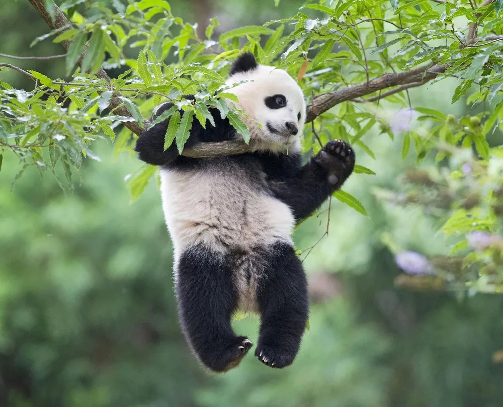  National Zoo Celebrates Panda’s 1st Birthday