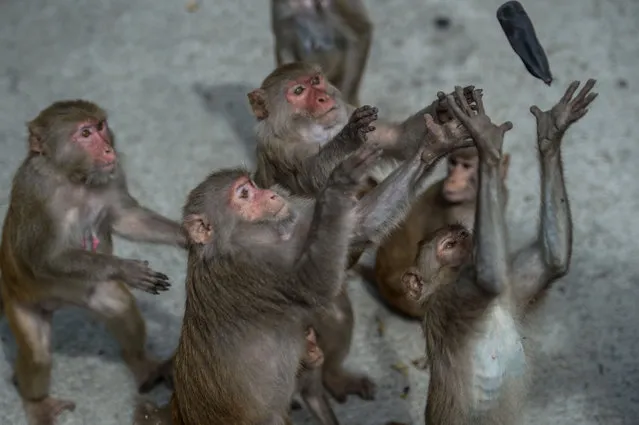 This photo taken on May 17, 2020 shows monkeys catching a banana during feeding time by rangers at the Hlawga Wildlife Park, outskirts of Yangon that remains closed, amid the concerns of the COVID-19 coronavirus pandemic. Hlawga Park attracts large visitor each months awaiting for reopening with restrictions as preventive measures against coronavirus. (Photo by Ye Aung Thu/AFP Photo)