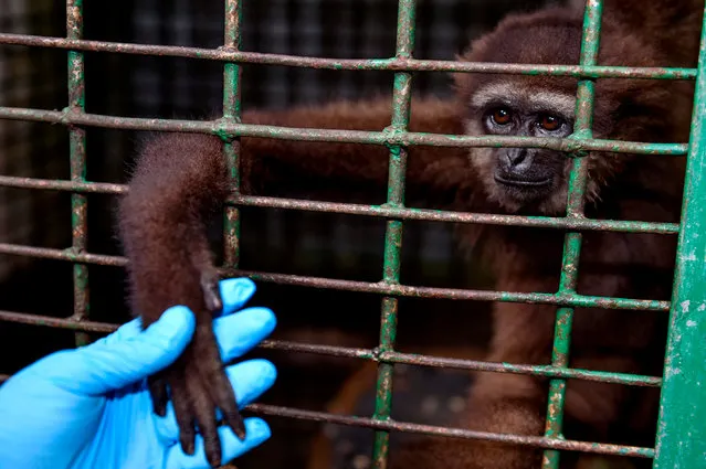 A vet inspects an owa or white-handed gibbon at the Aceh natural resources conservation agency, following its rescue after being kept as an exotic pet, in Banda Aceh on June 2, 2020. (Photo by Chaideer Mahyuddin/AFP Photo)