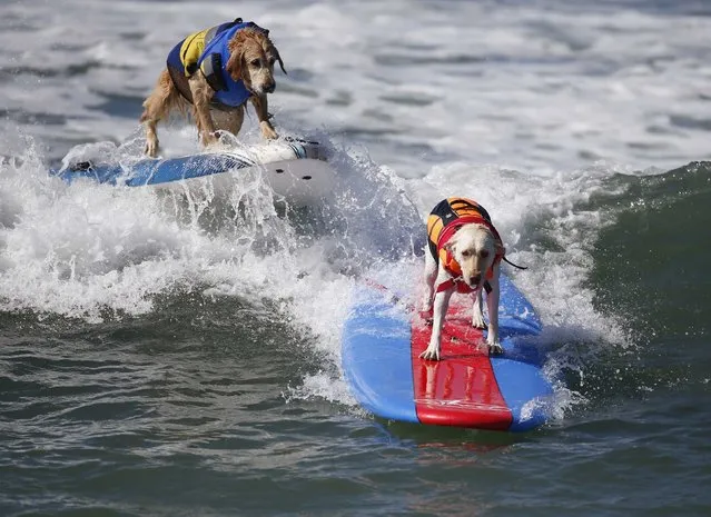 Dogs compete at the 6th Annual Surf City surf dog contest in Huntington Beach, California September 28, 2014. (Photo by Lucy Nicholson/Reuters)