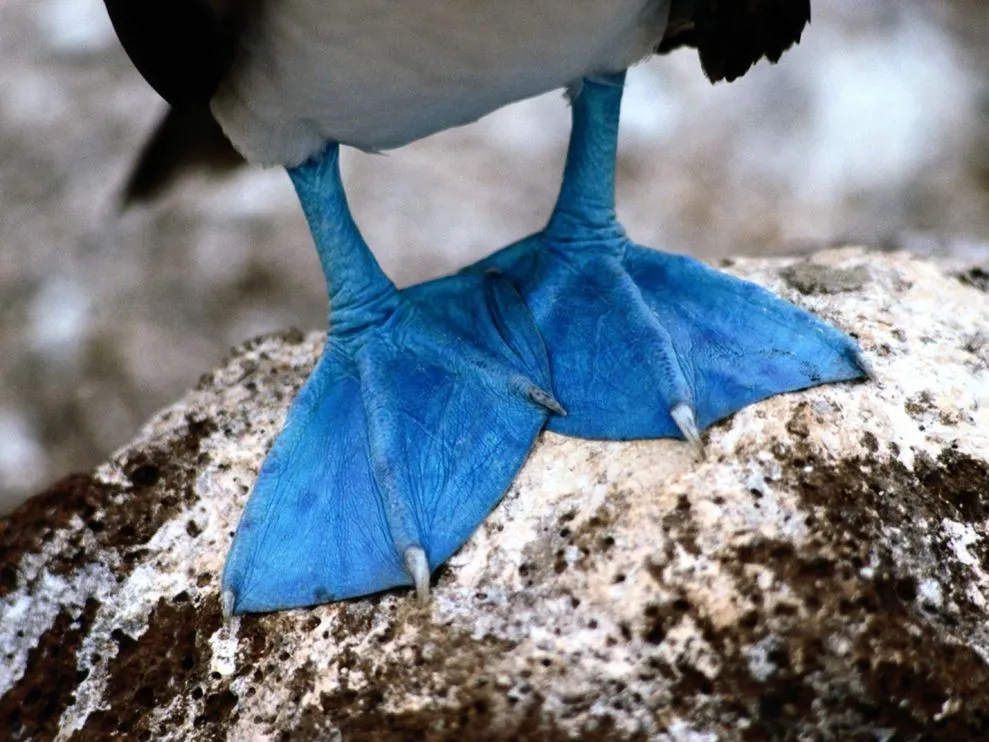 Blue-Footed Booby