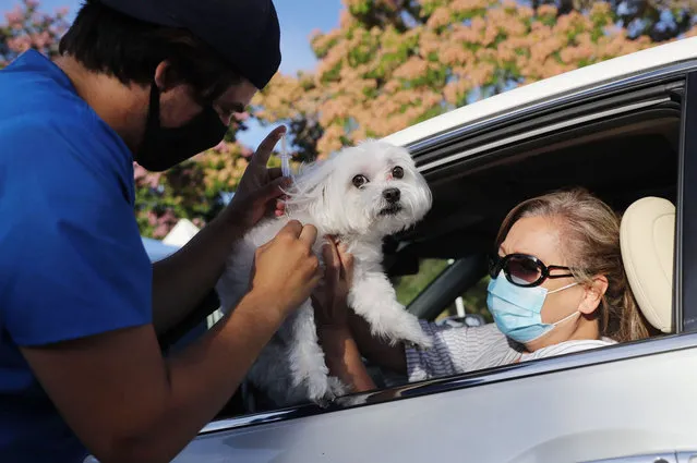 A veterinary technician vaccinates Cohiba as owner Sasha Cardenti assists at a drive-through pet vaccine clinic at Mission Viejo Animal Services Center amid the COVID-19 pandemic on June 23, 2020 in Mission Viejo, California. The vaccine clinic is usually conducted by walk-in but was held as a drive-through for safety reasons as the spread of the coronavirus continues. Some dogs were vaccinated inside their owner's vehicles while other dogs and cats received their vaccines outside the car. (Photo by Mario Tama/Getty Images)