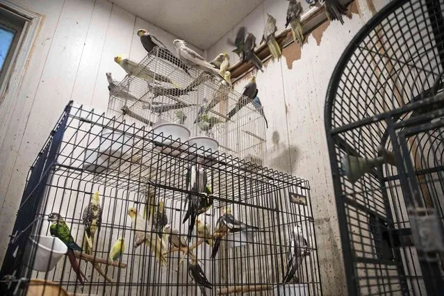 In this image provided by the ASPCA, numerous birds stand in and around enclosures where nearly 300 rabbits, birds and other animals were rescued from a home in Miller Place, N.Y., Tuesday October 18, 2022, on New York's Long Island. The owner of the home, Karin Keyes, 51, was charged with multiple counts of cruel confinement of animals, prosecutors announced (Photo by Terria Clay/ASPCA via AP Photo)
