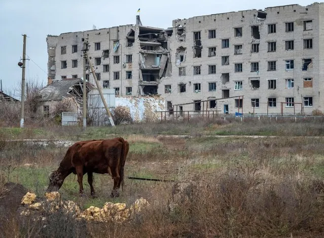 A cow grazes near a damaged house, amid Russia's attack on Ukraine, in the village of Arkhanhelske, Kherson region, Ukraine on November 8, 2022. (Photo by Viacheslav Ratynskyi/Reuters)