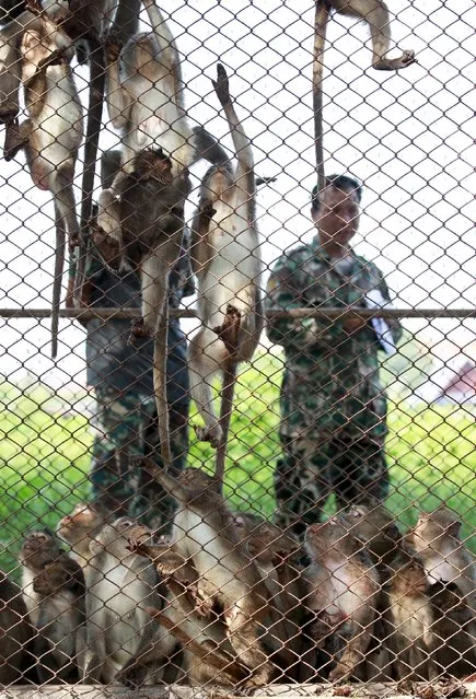 Long-tailed macaques are seen in a cage as a Thai wildlife department official looks on at a village in Bangkok, Thailand, September 21, 2015. (Photo by Chaiwat Subprasom/Reuters)