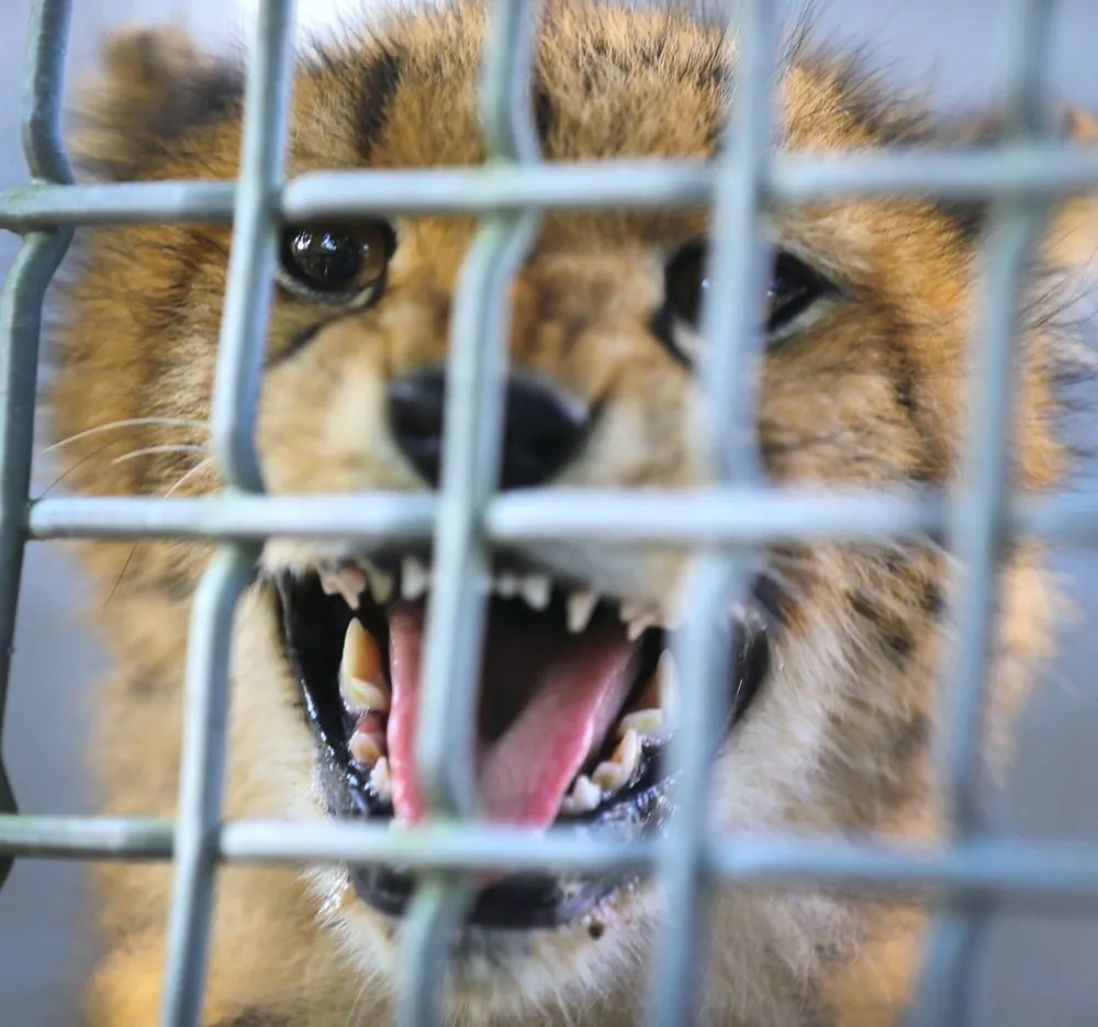 Miami Zoo Welcomes Two Young Male Cheetahs from South Africa