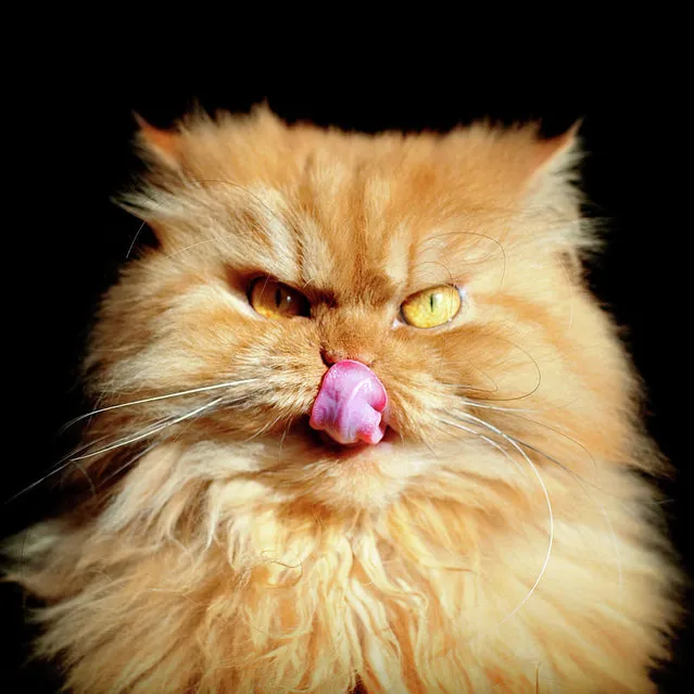 Meet Garfi, The World's Angriest Cat