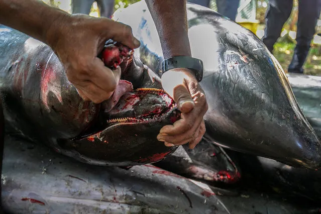 A man holds open the mouth of a dead Melon-headed whale (Peponocephala electra) also known as Electra dolphin showing what appears to be oil in the mouth after it washed up with eight others in Grand Sable, Mauritius, 26 August 2020. Local reports indicate nine melon-headed whales washed up. According to Greenpeace Africa the carcasses have been taken for post mortem analysis to establish cause of death and if there is a connection with the oil spill from the MV Wakashio, a Japanese owned Panama-flagged bulk carrier after it ran aground off the southeast coast of Mauritius spilling more than 1000 tons of fuel. (Photo by Laura Morosoli/EPA/EFE)