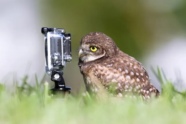 'Selfie master'. An owl eyes up a gopro camera. (Photo by Megan Lorenz/Comedy Wildlife Photography Awards/Mercury Press)