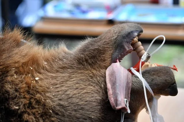 Igor, a brown bear of the natural park Johannismuehle, gets his denture checked under anesthesia on September 16, 2016 near Baruth, eastern Germany. (Photo by Ralf Hirschberger/AFP Photo/DPA)