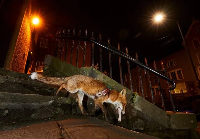 A fox’s tale by Simon Withyman, UK. Simon wanted to raise awareness of the harm humans can inadvertently cause to wildlife with this image. In Bristol, England, a young red fox sustained a serious injury trying to free herself from plastic barrier netting used as fencing on building sites. The remains were still embedded in her body when this image was taken, hindering her ability to hunt. Local residents left out food for the vixen – here, a chicken leg. After five months, she was caught, treated and released. Tragically, six months later, she was hit by a car and died. (Photo by Simon Withyman/Wildlife Photographer of the Year)