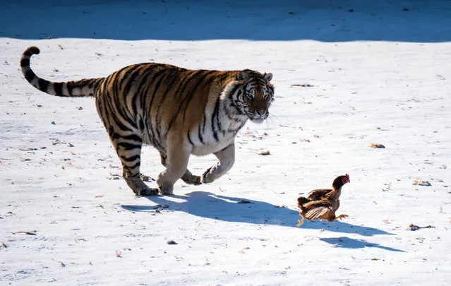 A Siberian tiger chases a chicken to sharpen its hunting skills in the city’s Siberian Tiger Park in Harbin, China on January 28, 2018. (Photo by Xinhua/Barcroft Images)