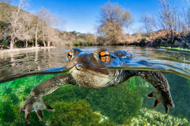 A bufo bufo, or common toad, spotted swimming close to the surface at Buèges spring in Occitania, France. (Photo by Mathieu Foulquie/Close Up Photographer of the Year 2020)