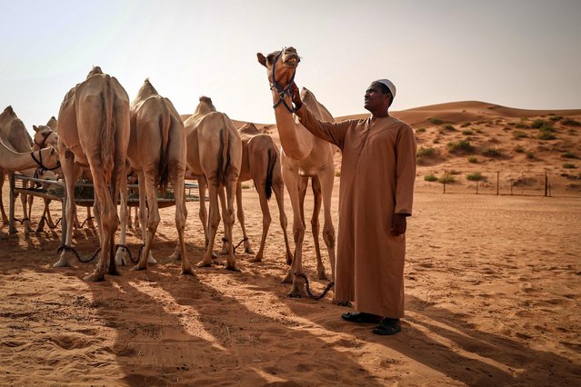 A man tends to a flock of camels in al-Ain in the gulf emirate of Abu Dhabi on July 19, 2025. (Photo by Fadel Senna/AFP Phoot)