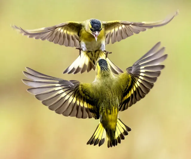 Fighting siskins pictured at Bwlch Nant yr Arian Forest Visitor Centre, near Aberystwyth, Wales on February 15, 2023. (Photo by Andrew Fusek Peters/South West News Service)