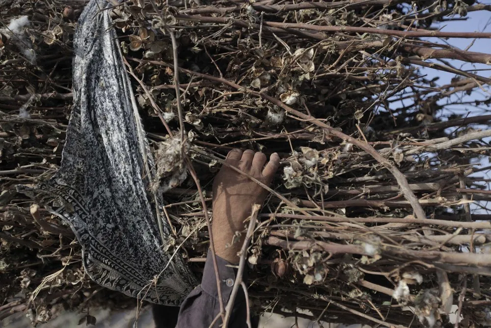 Uniting Pakistan's Cotton Pickers
