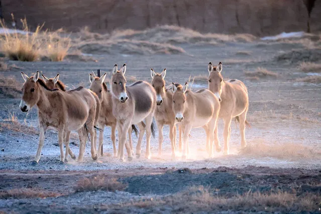 This photo taken on February 18, 2023 shows a herd of Mongolian wild asses in the Urad natural reserve near the China-Mongolia border, in the city of Bayan Nur, North China's Inner Mongolia Autonomous Region. (Photo by Xinhua News Agency/Rex Features/Shutterstock)