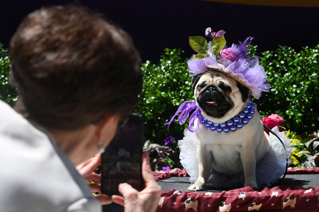A Pug named Fatty Patty poses for her owner on day one of the 148th Westminster Kennel Club Dog show, at the USTA Billie Jean King National Tennis Center, Flushing Meadows Corona Park(, Queens, NY, May 13, 2024. (Photo by Anthony Behar/Sipa USA)
