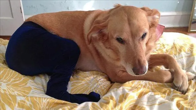 Dogs Wearing Pantyhose, A Popular New Meme in China