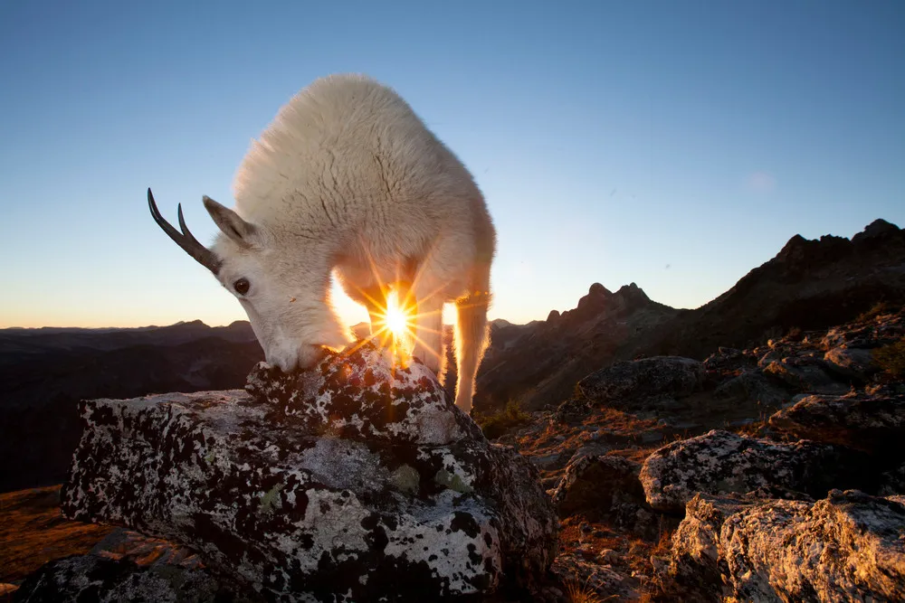 2015 Fritz Pölking Nature Photography Prize