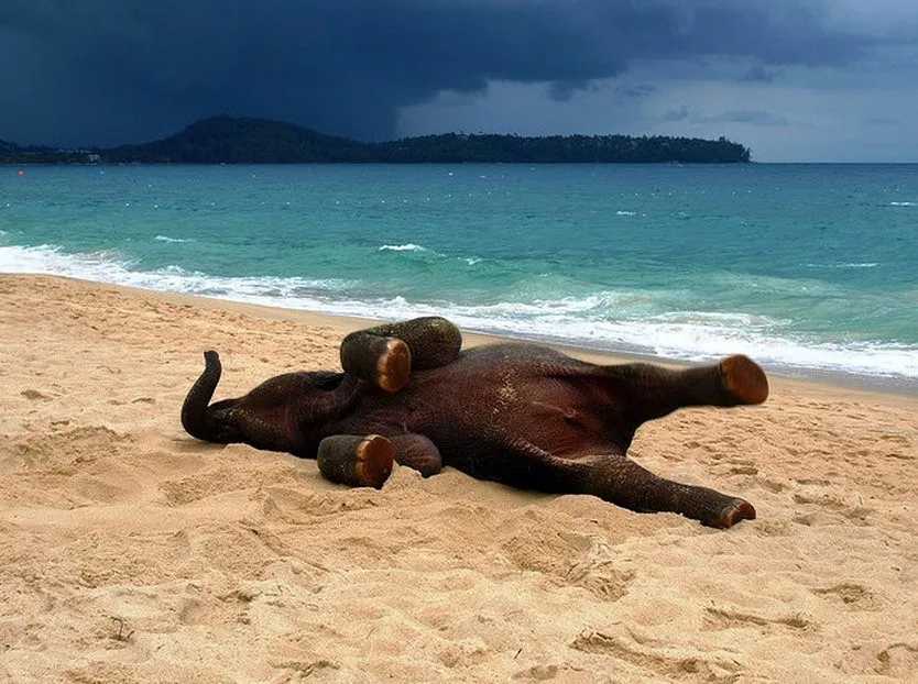 Baby Elephant on a Beach