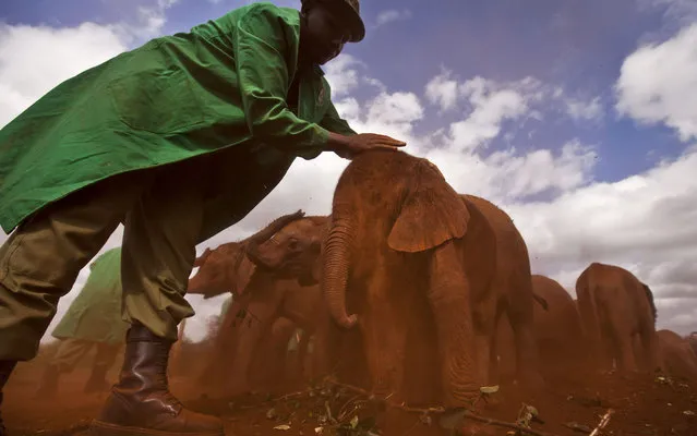 Two-month-old orphaned baby elephant Ajabu is given a dust-bath in the red earth after being fed milk from a bottle by a keeper, as she is too young to do it herself, at an event to mark World Environment Day at the David Sheldrick Wildlife Trust Elephant Orphanage in Nairobi, Kenya, Wednesday, June 5, 2013. Trust founder Daphne Sheldrick said at the event, which was attended by U.S. Ambassador to Kenya Robert Godec, that they are seeing an upsurge in orphaned elephants because of the poaching crisis occurring across Africa. (Photo by Ben Curtis/AP Photo)