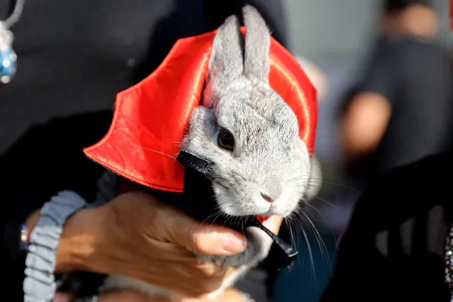 A rabbit dressed in costume takes part in the Pet's Halloween Day parade at Abtao Park in San Isidro, Lima, October 31, 2016. (Photo by Guadalupe Pardo/Reuters)