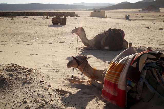 Camels are seen in the Ras Ghazala area in South Sinai, Egypt, November 21, 2015. (Photo by Asmaa Waguih/Reuters)