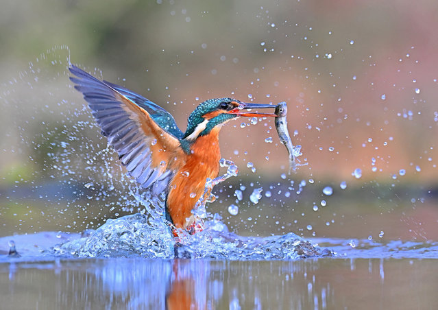 A kingfisher bird, with outstretched wings, emerges from the water holding a small fish in its beak, surrounded by splashing water droplets in Kirkcudbright, UK in the last decade of November 2025. (Photo by Alan Benson/Caters News Agency)