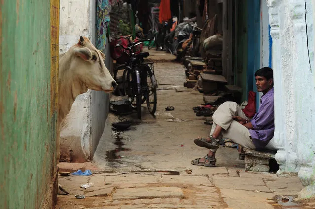 “Varanasi Encounter”. A man and a cow go about their daily routines in a narrow alley in Varanasi, India. (Photo and caption by Jordan Youngs/National Geographic Traveler Photo Contest)