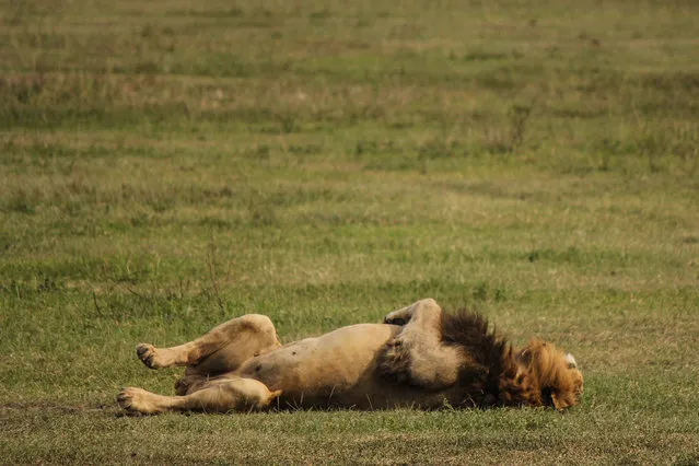 A lion sleeps in the Ngorongoro Crater in Ngorongoro Conservation Area, west of Arusha, northern Tanzania, Monday, January 19, 2014. (Photo by Mosa'ab Elshamy/AP Photo)