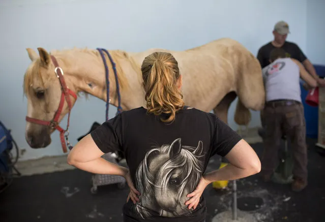 In this Saturday, November 28, 2015 photo, veterinarians examine a horse after his surgery at the Hebrew University's Koret School of Veterinary Medicine in Rishon Lezion, Israel. (Photo by Oded Balilty/AP Photo)