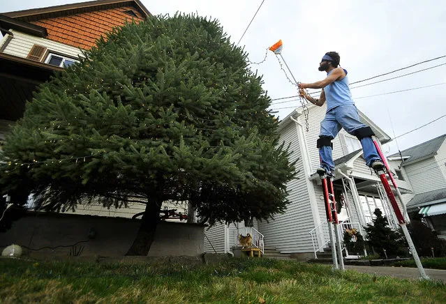 Jason Nudelman, 37, of Olyphant, Pa., uses his 4-foot stilts to hang Christmas lights on his mother's 18-foot pine tree in front of her home on West Lackawanna Avenue in Blakely, Pa., Monday, December 14, 2015. Nudelman said, “I'm taking advantage of the warm weather”, as he was putting up over 1,000 individual lights. (Photo by Butch Comegys/The Times & Tribune via AP Photo)