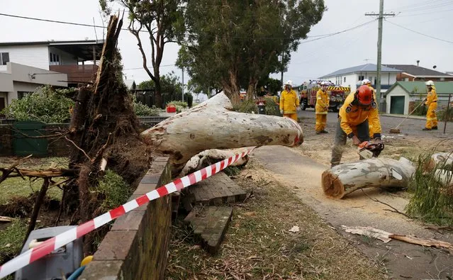 An emergency worker chainsaws a tree that destroyed a wall following a tornado in the Sydney suburb of Kurnell, December 16, 2015. (Photo by Jason Reed/Reuters)