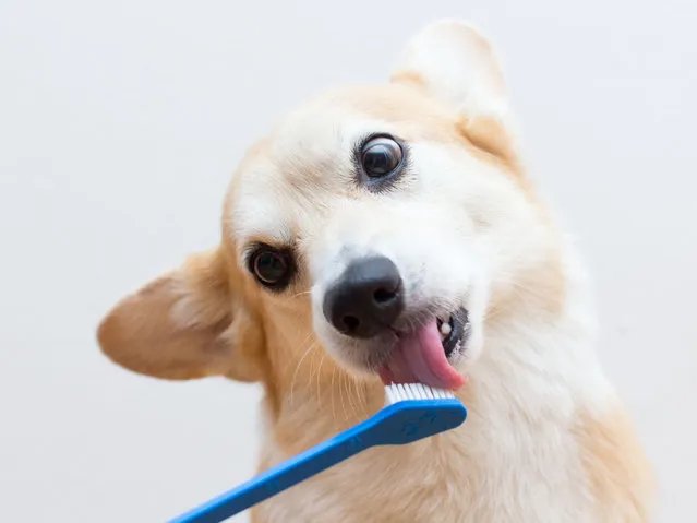 Pembroke welsh corgi dog licks a tooth brush and tilts its head to the side. (Photo by Paul Park/Getty Images)