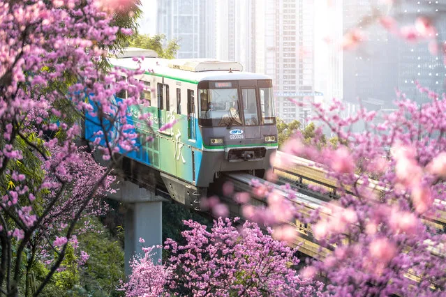 A light-rail train travels by the Yangtze River and through a sea of Armeniaca mume blossoms in Chongqing Municipality, southwest China, February 20, 2021. (Photo by CFP/China Stringer Network)