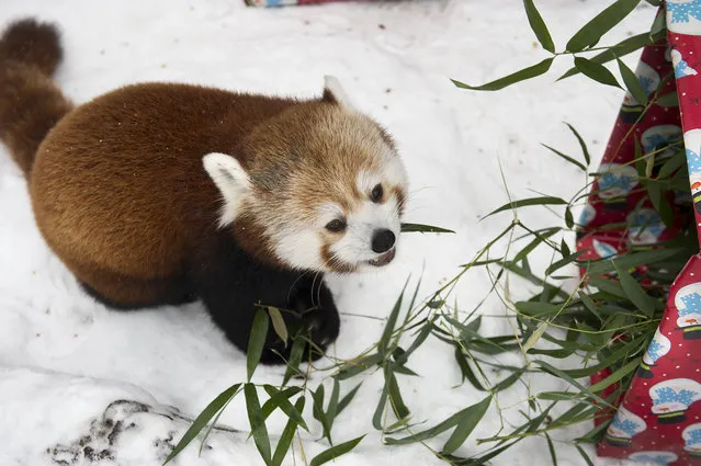 In this Thursday, December 24, 2015 photo, Tenzing, one of two male red pandas, eats bamboo given as a Christmas gift at Lincoln Children's Zoo in Lincoln, Neb. (Photo by Gwyneth Roberts/The Journal-Star via AP Photo)