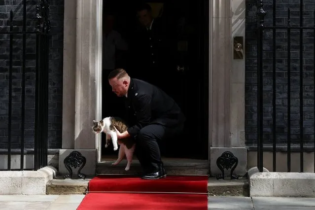 Larry the cat is being removed from a red carpet ahead of U.S. President Joe Biden's arrival at 10 Downing Street in London, Britain on July 10, 2023. (Photo by Hollie Adams/Reuters)